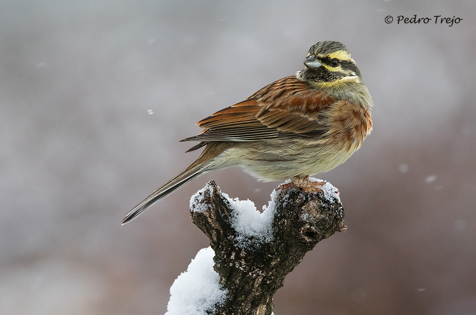 Escribano soteño (Emberiza cirlus)